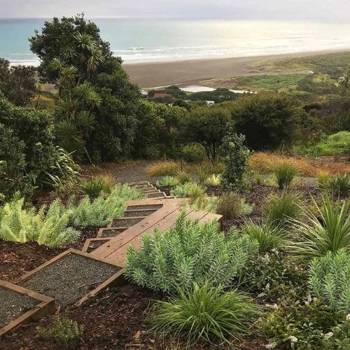 Native plants planted in a Piha garden, Auckland