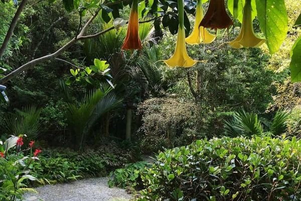 A garden after a garden maintenance day in west auckland