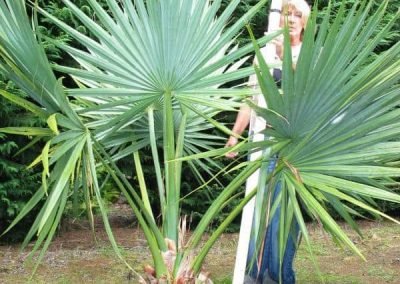 affordable-garden-services-nz Point Chevalier