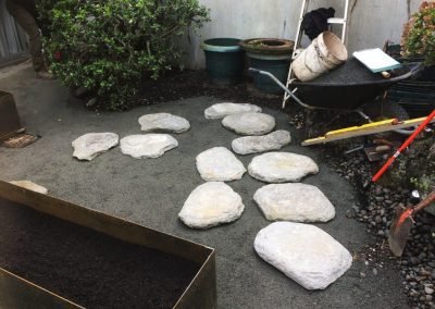 purchase palm trees in auckland