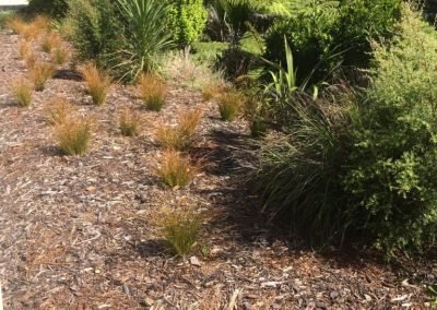 auckland best landscapers nz