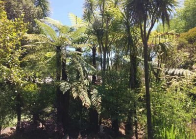 auckland curtling