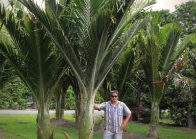 auckland garden maintenance new zealand Laingholm