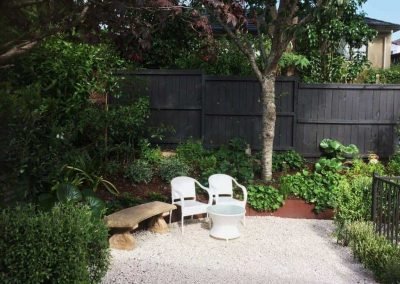 auckland guadalupe fan palm