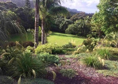 Our native planting, well maintained after our garden services in west auckland