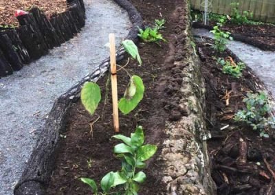 auckland-landscaping-&-gardening-nz