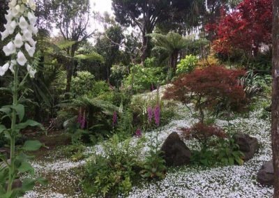 This West Auckland forest edge garden, looking well maintained after a day of our gardening services