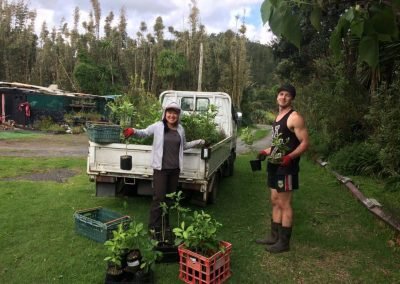 Gardeners planting the gardens up in Piha after good garden clean up in West Auckland