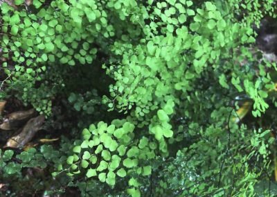 native plants thriving after our gardening services in west auckland