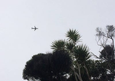 city council noxious weeds auckland