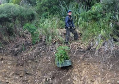 city council noxious weeds in new zealand