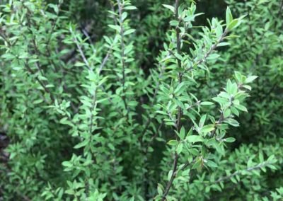 city council noxious weeds near me