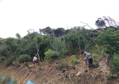city council noxious weeds nz