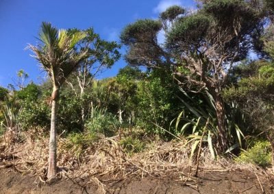 council noxious weeds in new zealand