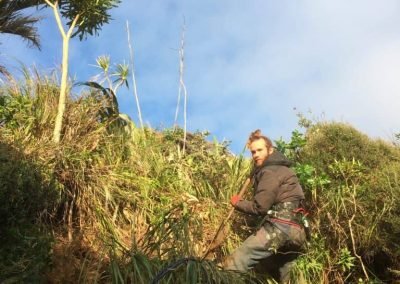 council noxious weeds in nz