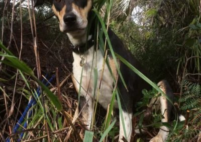 council noxious weeds new zealand