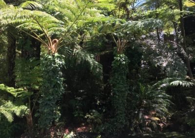 curtling auckland