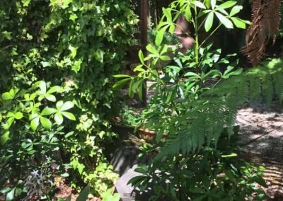 best plants for West Auckland