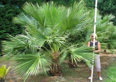 garden-clean-up-west- New Windsor