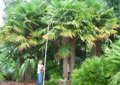 garden-clean-up-west-New Lynn
