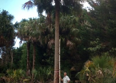 garden cleaning services nz Massey