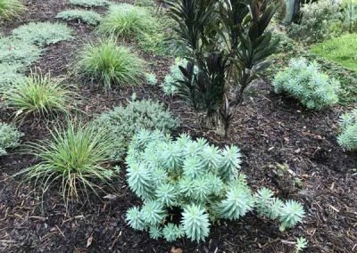 garden-maintenance-auckland