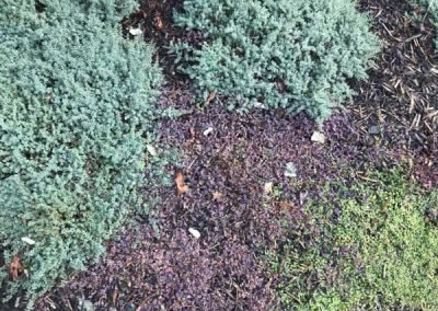 garden-maintenance-in-auckland
