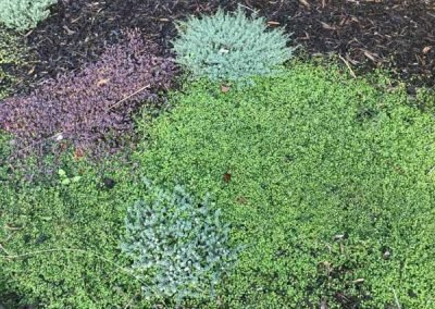 ground covers growing in nicely in a garden design west auckland