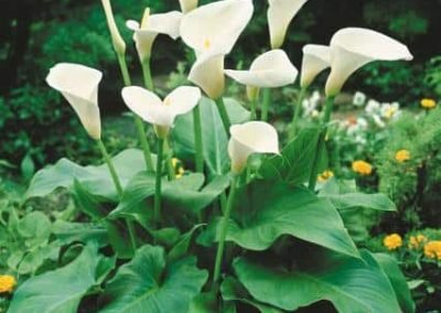 Noxious weeds Arum lillies in a garden in west Auckland pre clean up