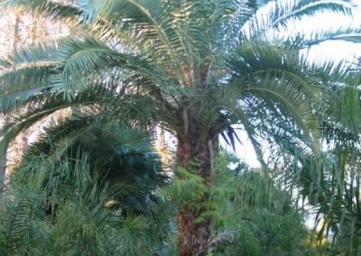 gardening-and-yard-maintenance-Ranui