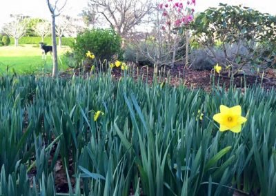 gardening maintenance and landscape services west auckland
