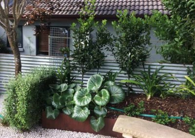 guadalupe fan palm auckland