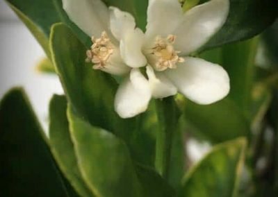fruit trees flowering after a day of garden services in west auckland