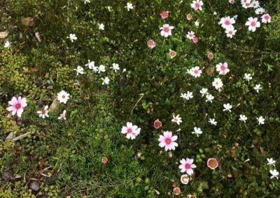 flowers growing in a west auckland garden after our maintenance day
