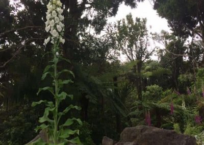 landscape designers auckland nz