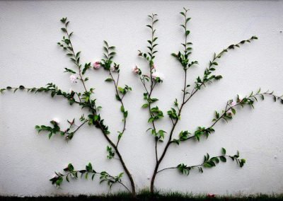 A camellia espalliered after our garden services in auckland