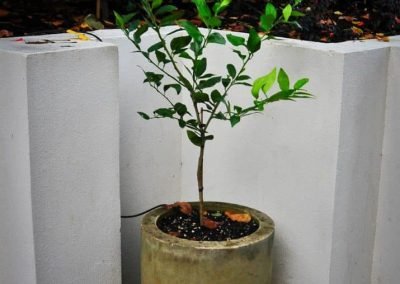 landscape gardeners tauranga