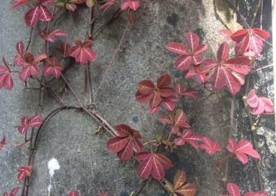 Garden services keep the textures and shapes in your garden looking their best