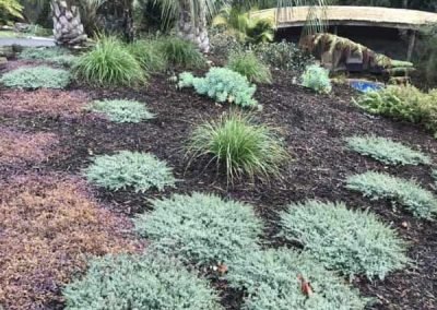 Our native planting, well maintained and weed free after our gardening services