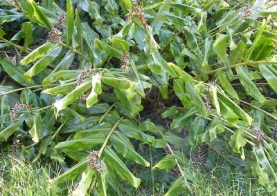 Mount Albert plants for Auckland help