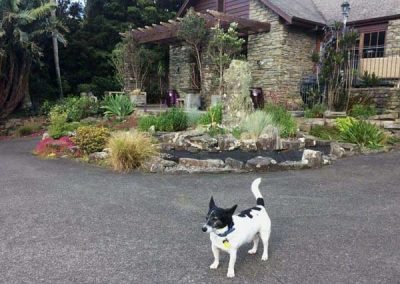 landscaping-ideas-in-auckland