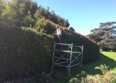 Our West Auckland services include hedge trimming and garden maintenance