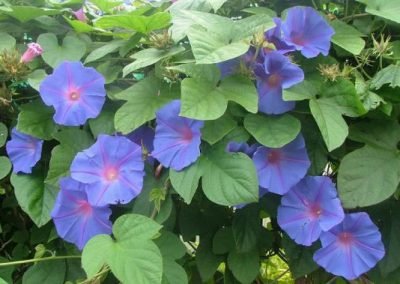 Noxious weeds out of control in titirangi west auckland before maintenance services