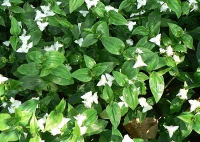 Noxious weeds out of control in west auckland before garden maintenance services in scenic Drive Auckland