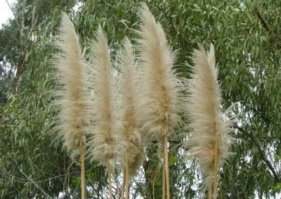 Noxious weeds out of control in west auckland before garden maintenance services in piha