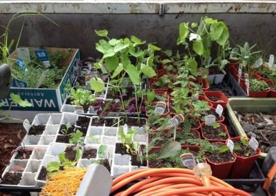 Piha gardener putting the vege gardens in after a day of garden maintenance