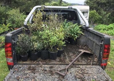 Planting in the gaps on a garden maintenance day in west auckland