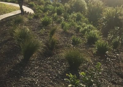 naturescapes landscaping auckland