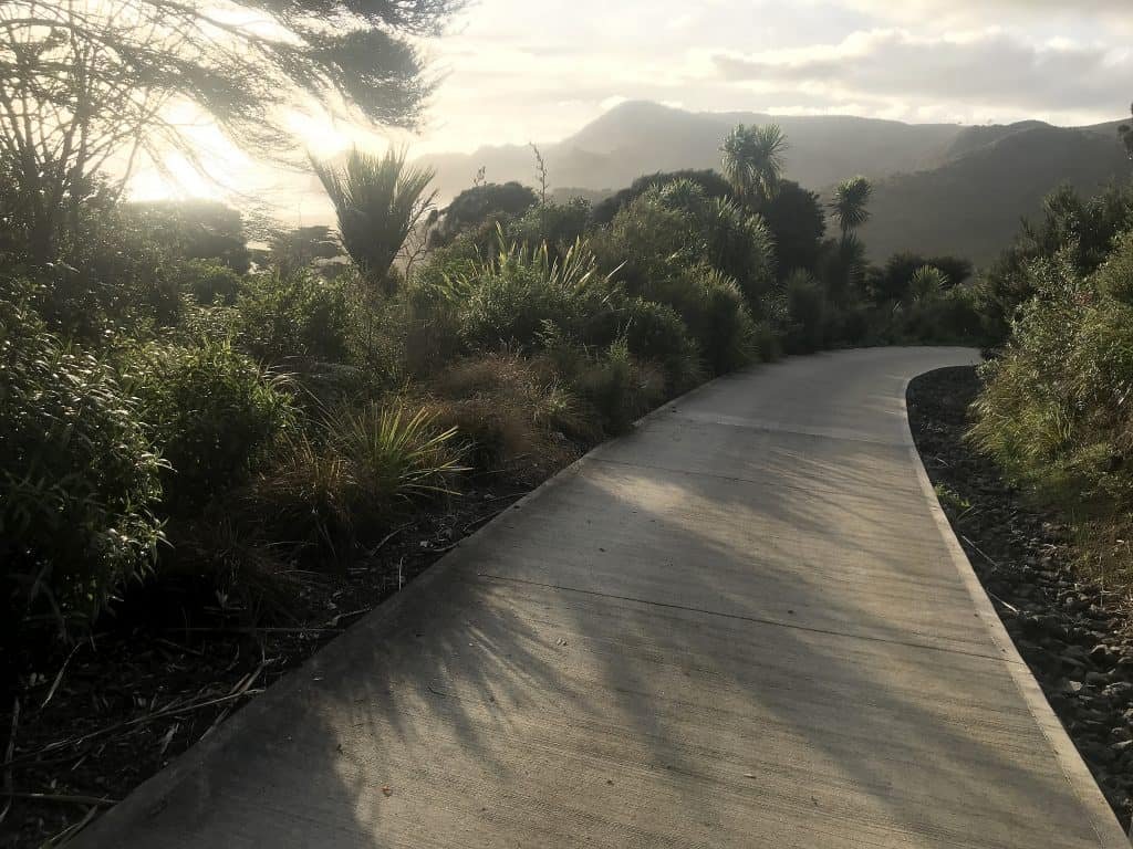 Our revegetaion planting looking awesome after a day in the garden doing garden maintenance in West Auckland