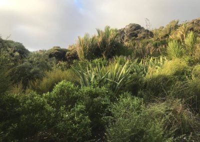 Our revegetaion planting looking awesome after a day in the garden doing garden maintenance in West Auckland